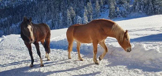 Winter Öffnungszeiten